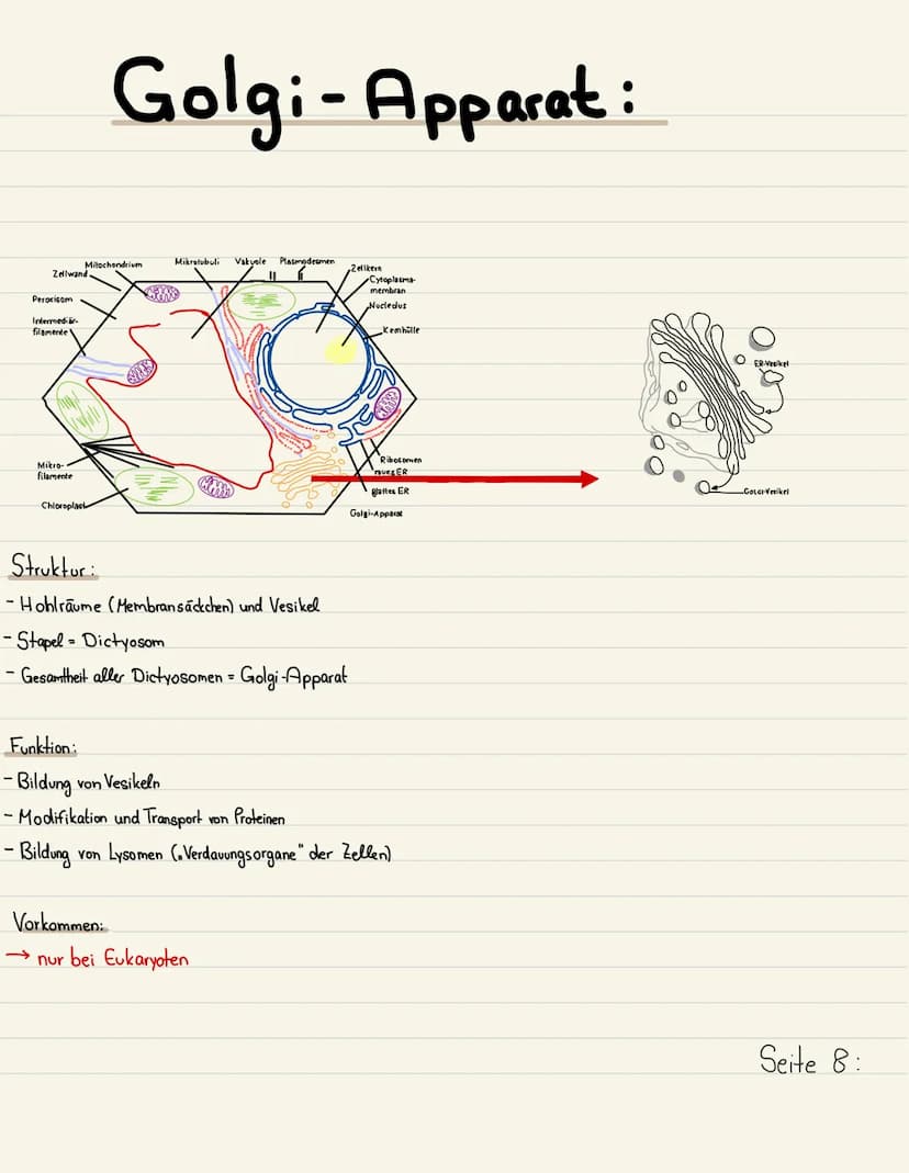 Klausurubung:
1.2.3
4
Der Zellkern
Vakuole
Chloroplasten
Mitochondrium
5
6
7
8 Golgi-Apparat
9 Procyte & Eucyte
10 Eukaryoten
11 Prokaryoten