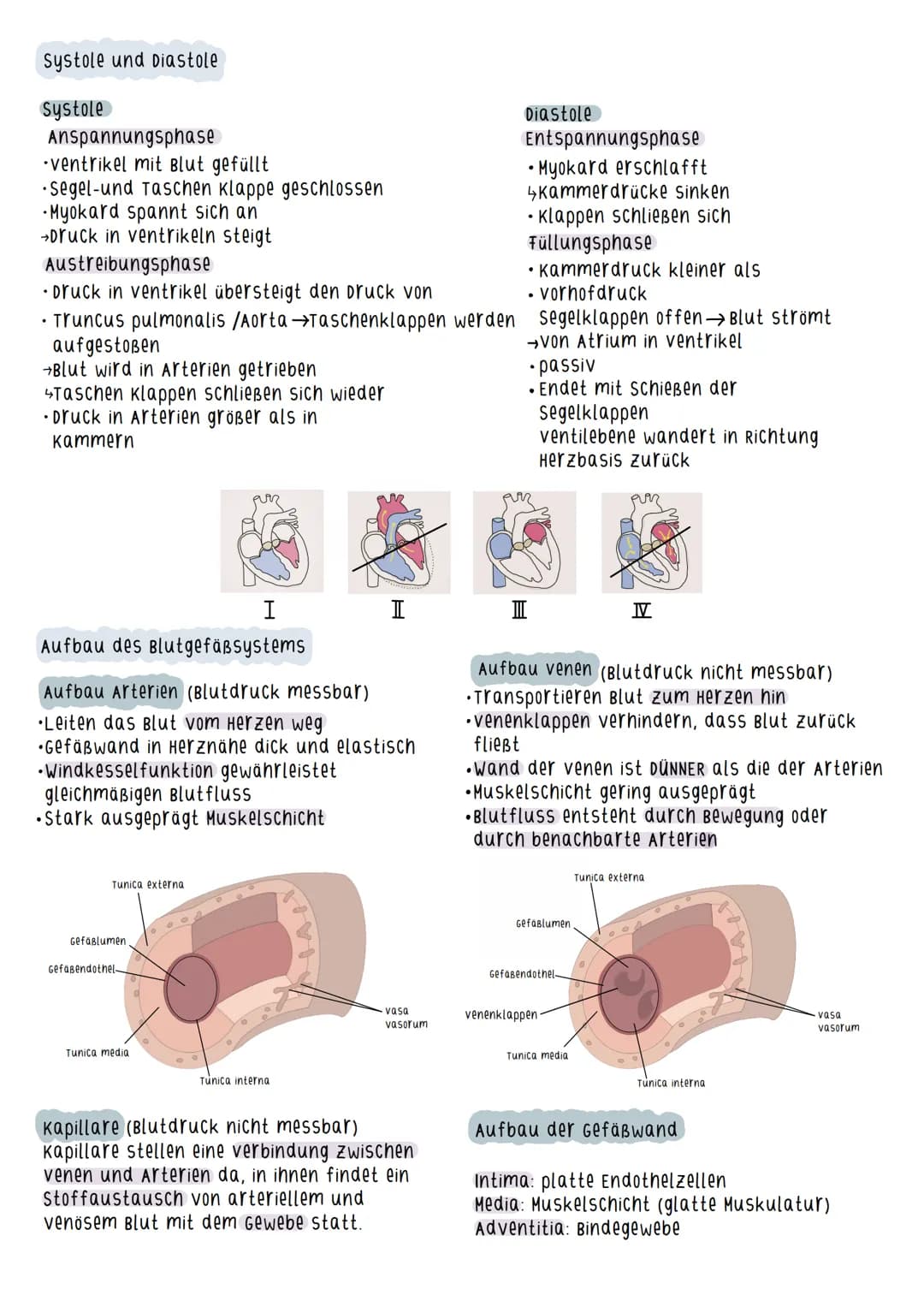 Aufbau des Herzens
=
Myokard - arbeitende schicht des Herzens
(Herzmuskelschicht)
Durch Zusammenziehen des Myokards wird
das Blut ausgeworfe