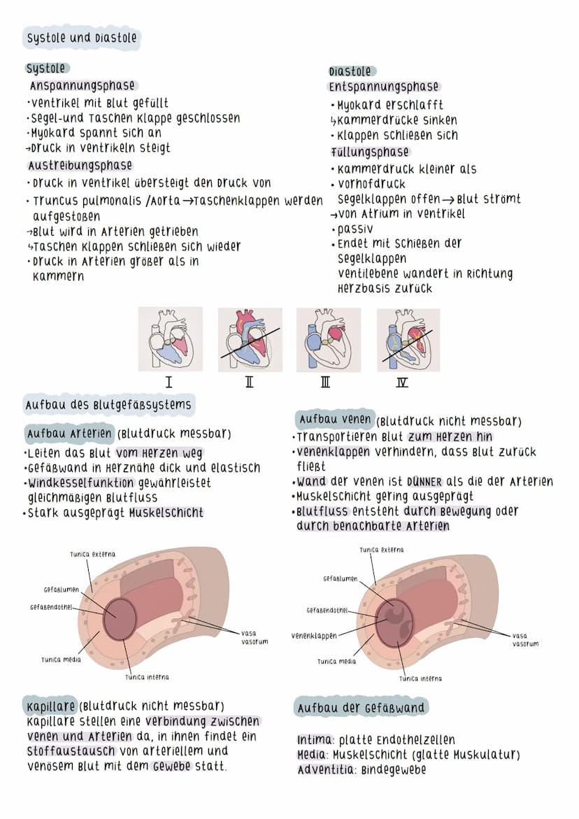 Aufbau des Herzens
=
Myokard - arbeitende schicht des Herzens
(Herzmuskelschicht)
Durch Zusammenziehen des Myokards wird
das Blut ausgeworfe