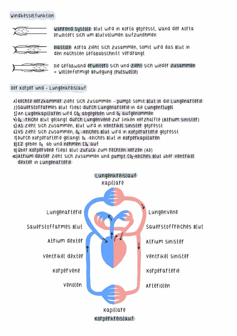 Aufbau des Herzens
=
Myokard - arbeitende schicht des Herzens
(Herzmuskelschicht)
Durch Zusammenziehen des Myokards wird
das Blut ausgeworfe