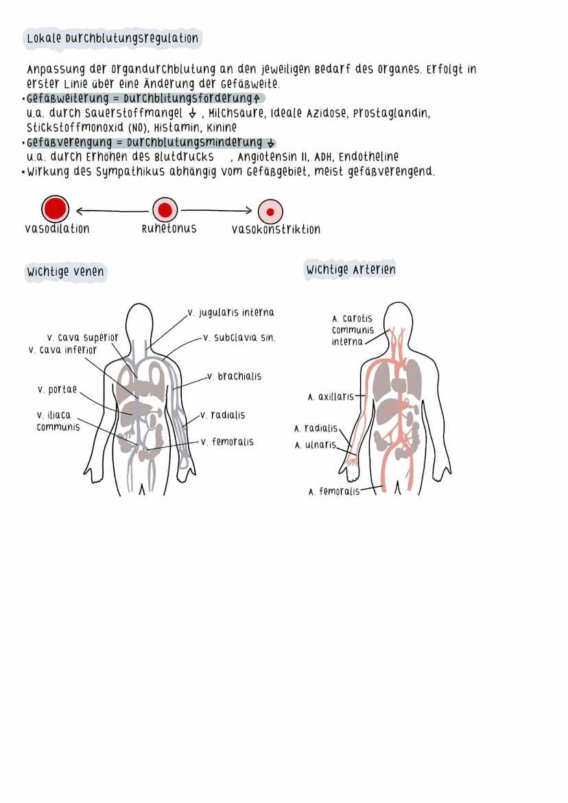 Aufbau des Herzens
=
Myokard - arbeitende schicht des Herzens
(Herzmuskelschicht)
Durch Zusammenziehen des Myokards wird
das Blut ausgeworfe