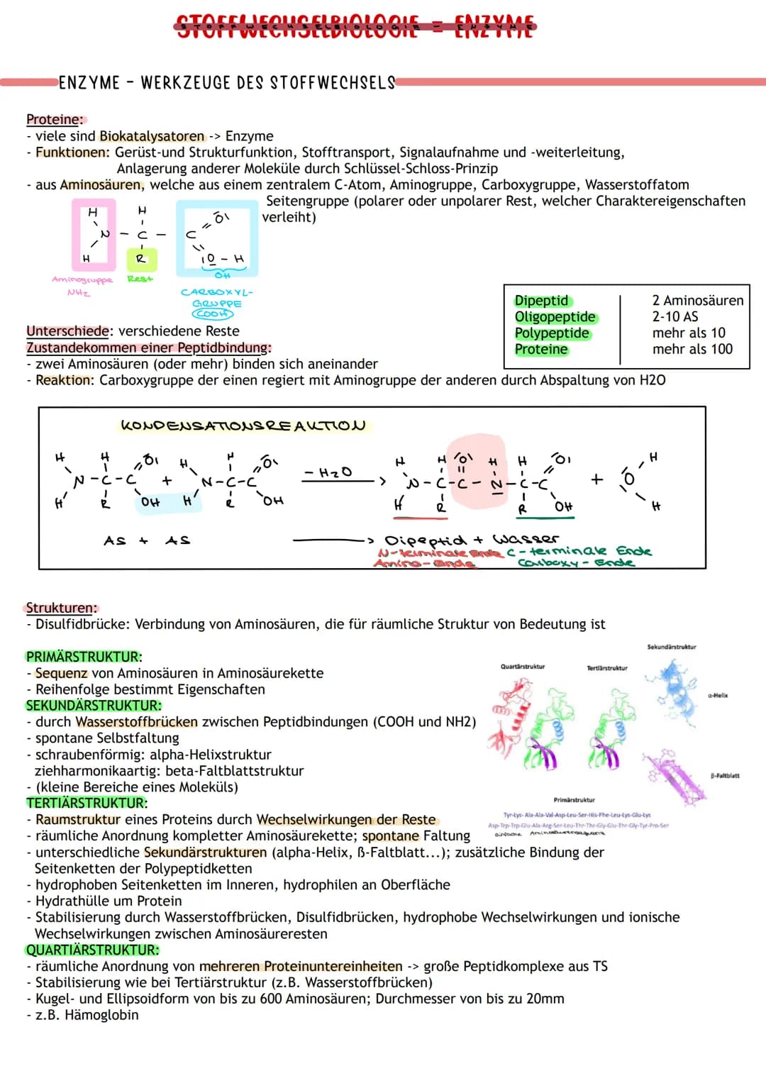 ENZYME WERKZEUGE DES STOFFWECHSELS
Proteine:
- viele sind Biokatalysatoren -> Enzyme
- Funktionen: Gerüst-und Strukturfunktion, Stofftranspo