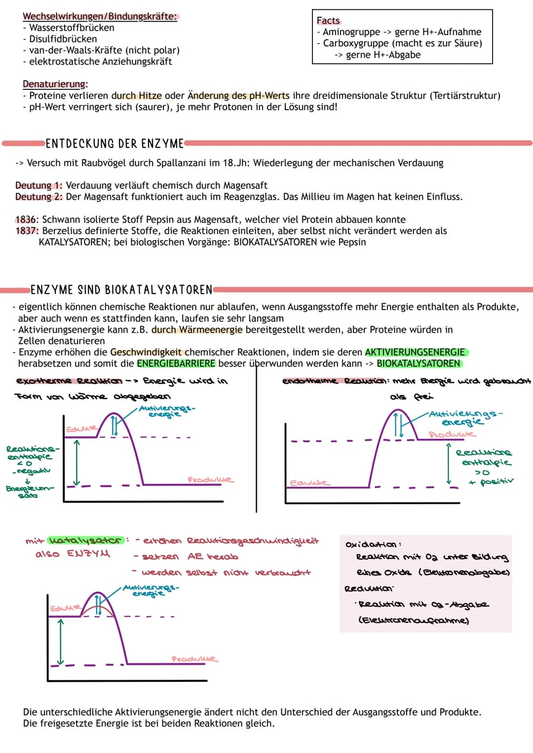 ENZYME WERKZEUGE DES STOFFWECHSELS
Proteine:
- viele sind Biokatalysatoren -> Enzyme
- Funktionen: Gerüst-und Strukturfunktion, Stofftranspo