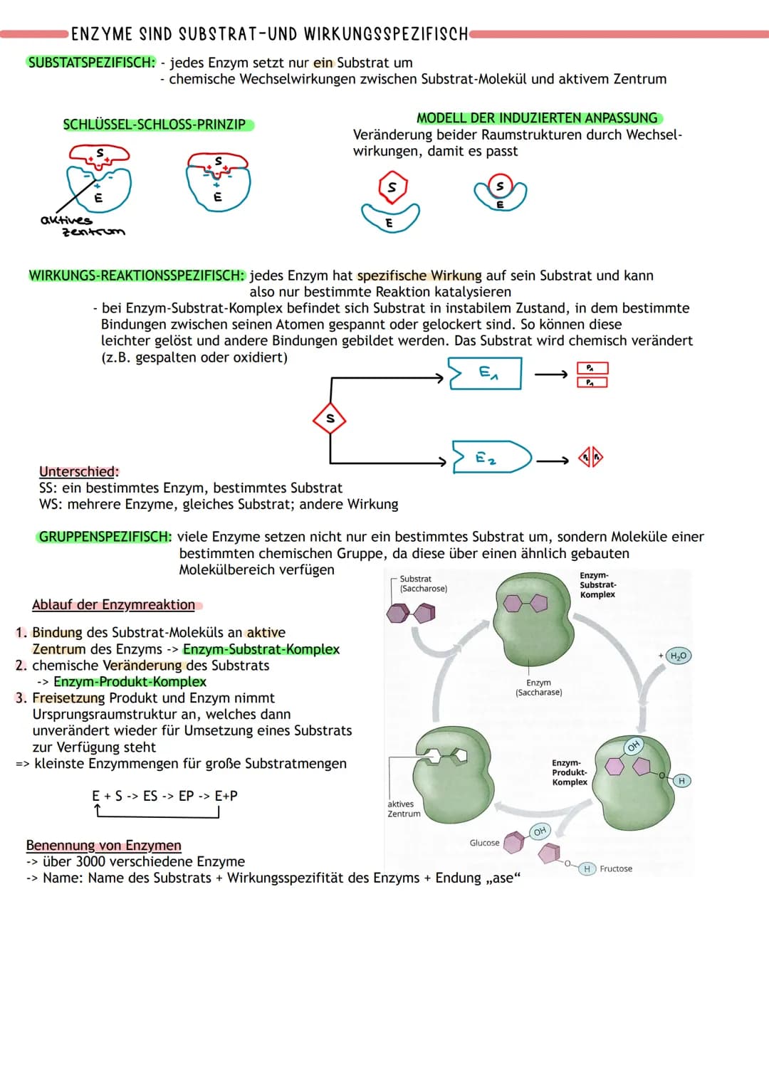 ENZYME WERKZEUGE DES STOFFWECHSELS
Proteine:
- viele sind Biokatalysatoren -> Enzyme
- Funktionen: Gerüst-und Strukturfunktion, Stofftranspo