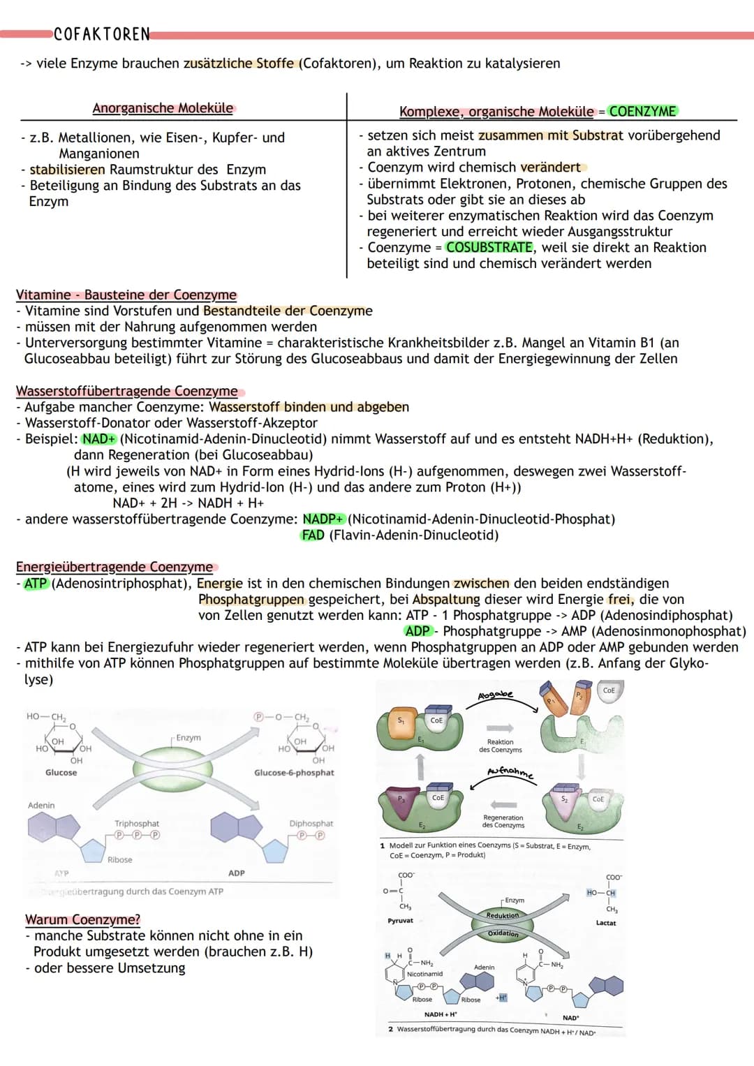ENZYME WERKZEUGE DES STOFFWECHSELS
Proteine:
- viele sind Biokatalysatoren -> Enzyme
- Funktionen: Gerüst-und Strukturfunktion, Stofftranspo