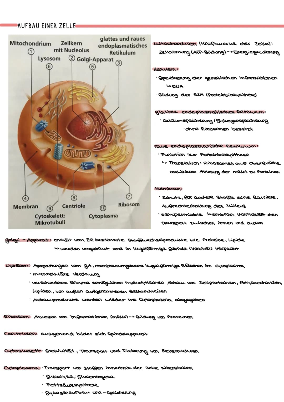 ENZYME WERKZEUGE DES STOFFWECHSELS
Proteine:
- viele sind Biokatalysatoren -> Enzyme
- Funktionen: Gerüst-und Strukturfunktion, Stofftranspo