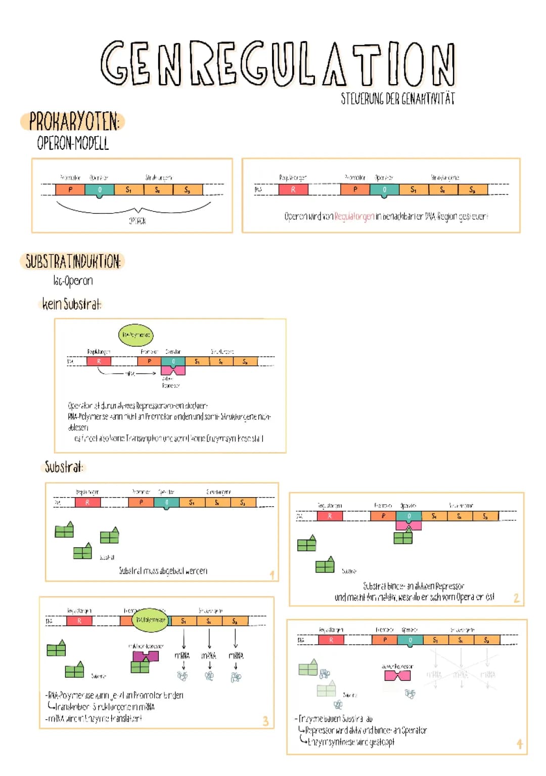 Genregulation 