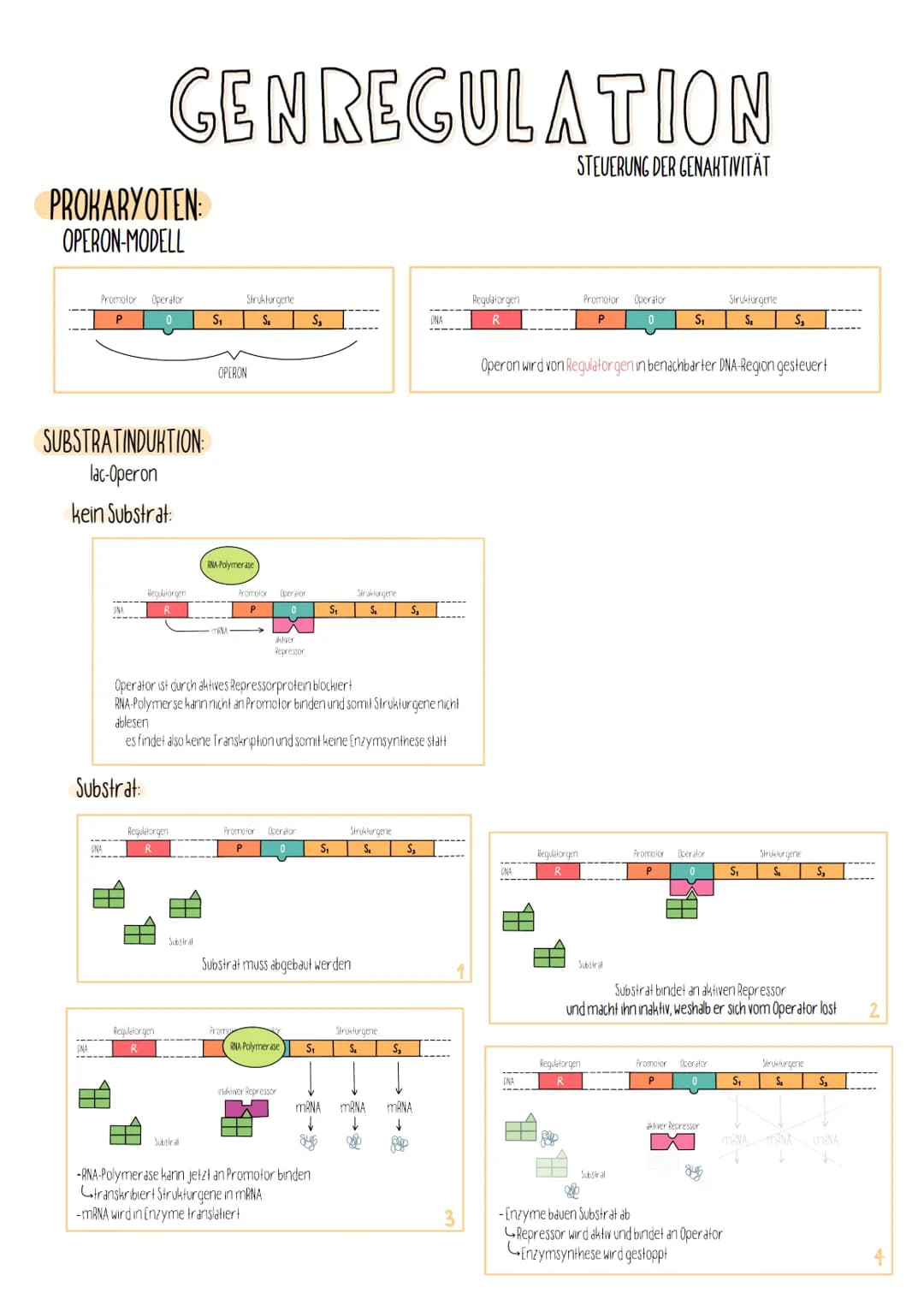 PROKARYOTEN:
OPERON-MODELL
Promotor Operator
P
SUBSTRATINDUKTION:
lac-Operon
kein Substrat:
GENREGULATION
Substrat:
CNA
Regulatorgen
Regulat