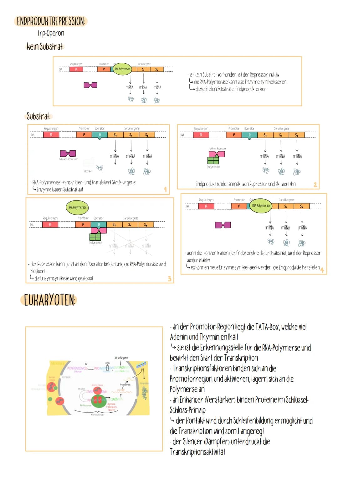 PROKARYOTEN:
OPERON-MODELL
Promotor Operator
P
SUBSTRATINDUKTION:
lac-Operon
kein Substrat:
GENREGULATION
Substrat:
CNA
Regulatorgen
Regulat