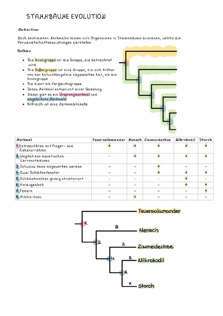 Know Stammbäume Evolution  thumbnail