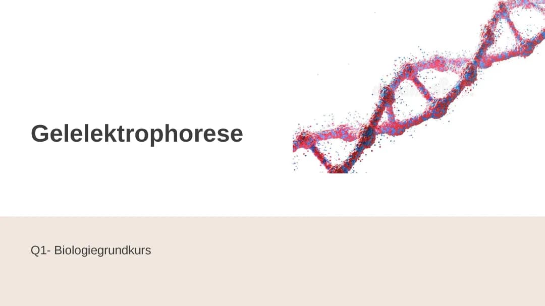 Gelelektrophorese