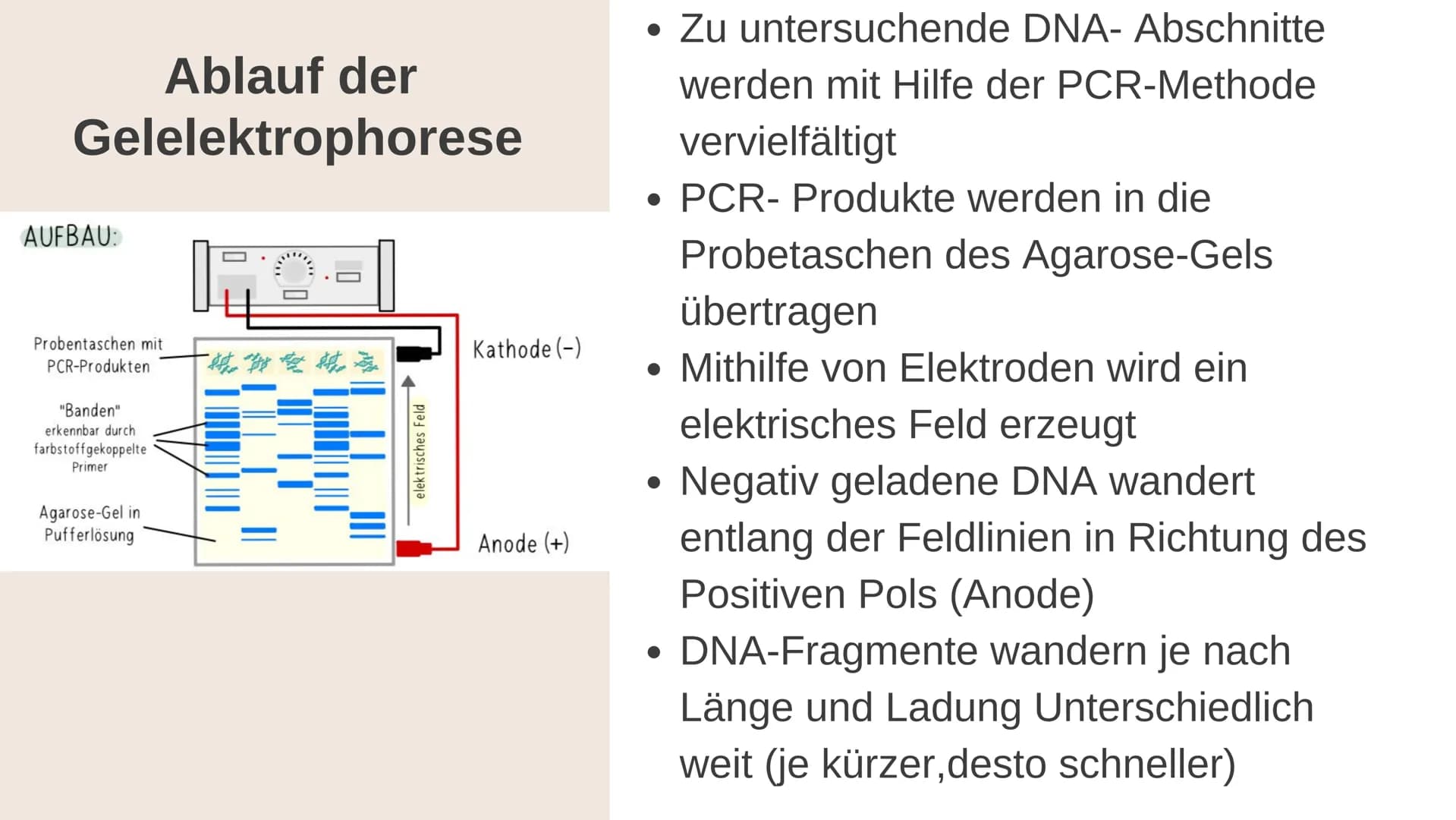 Gelelektrophorese
Q1- Biologiegrundkurs Übersicht der Präsentation
Definition
Verwendung
Material
Ablauf
Auswertung
Quellen Frage
Was denkt 
