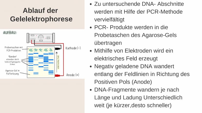 Gelelektrophorese
Q1- Biologiegrundkurs Übersicht der Präsentation
Definition
Verwendung
Material
Ablauf
Auswertung
Quellen Frage
Was denkt 