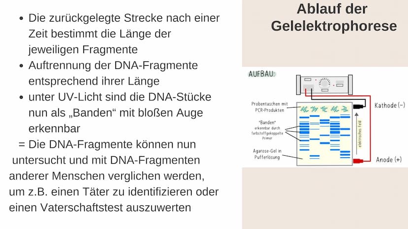 Gelelektrophorese
Q1- Biologiegrundkurs Übersicht der Präsentation
Definition
Verwendung
Material
Ablauf
Auswertung
Quellen Frage
Was denkt 