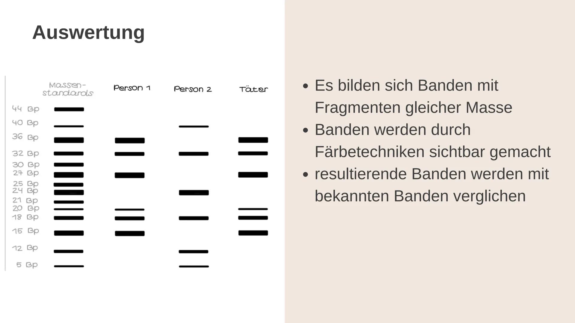 Gelelektrophorese
Q1- Biologiegrundkurs Übersicht der Präsentation
Definition
Verwendung
Material
Ablauf
Auswertung
Quellen Frage
Was denkt 