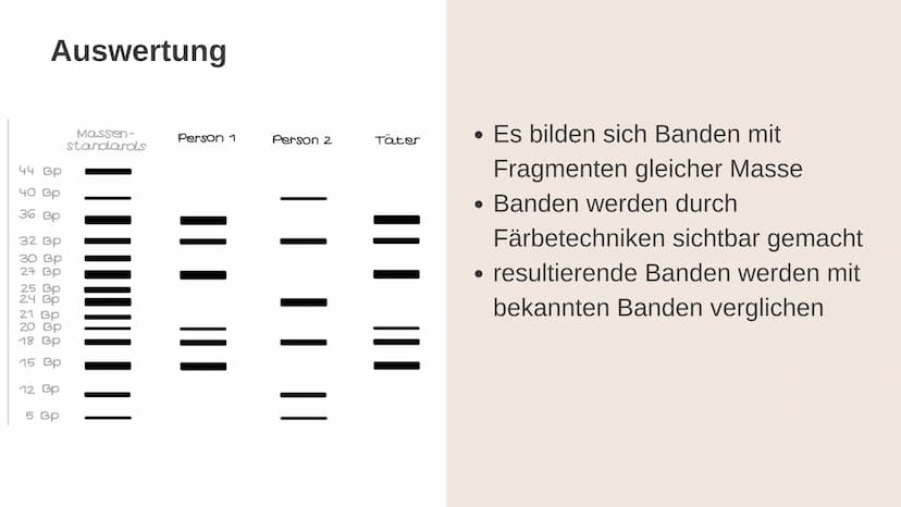 Gelelektrophorese
Q1- Biologiegrundkurs Übersicht der Präsentation
Definition
Verwendung
Material
Ablauf
Auswertung
Quellen Frage
Was denkt 
