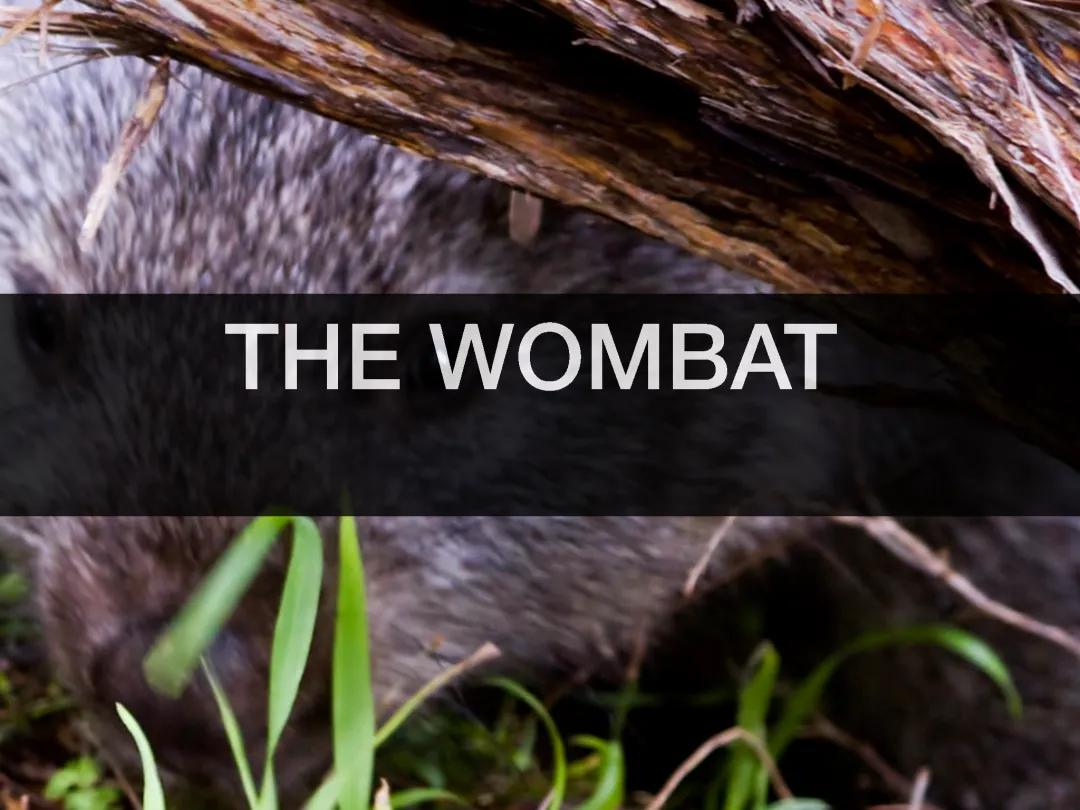 Awesome Wombat Facts: Poop Shapes, Where They Live, and More!