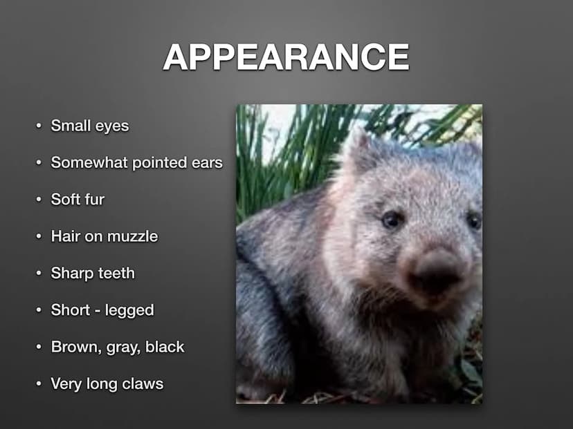 THE WOMBAT CONTENTS
• What the wombat looks like ?
●
What do they eat ?
• How they poop ?
• Where they live ?
●
• How they move?
●
• Have th