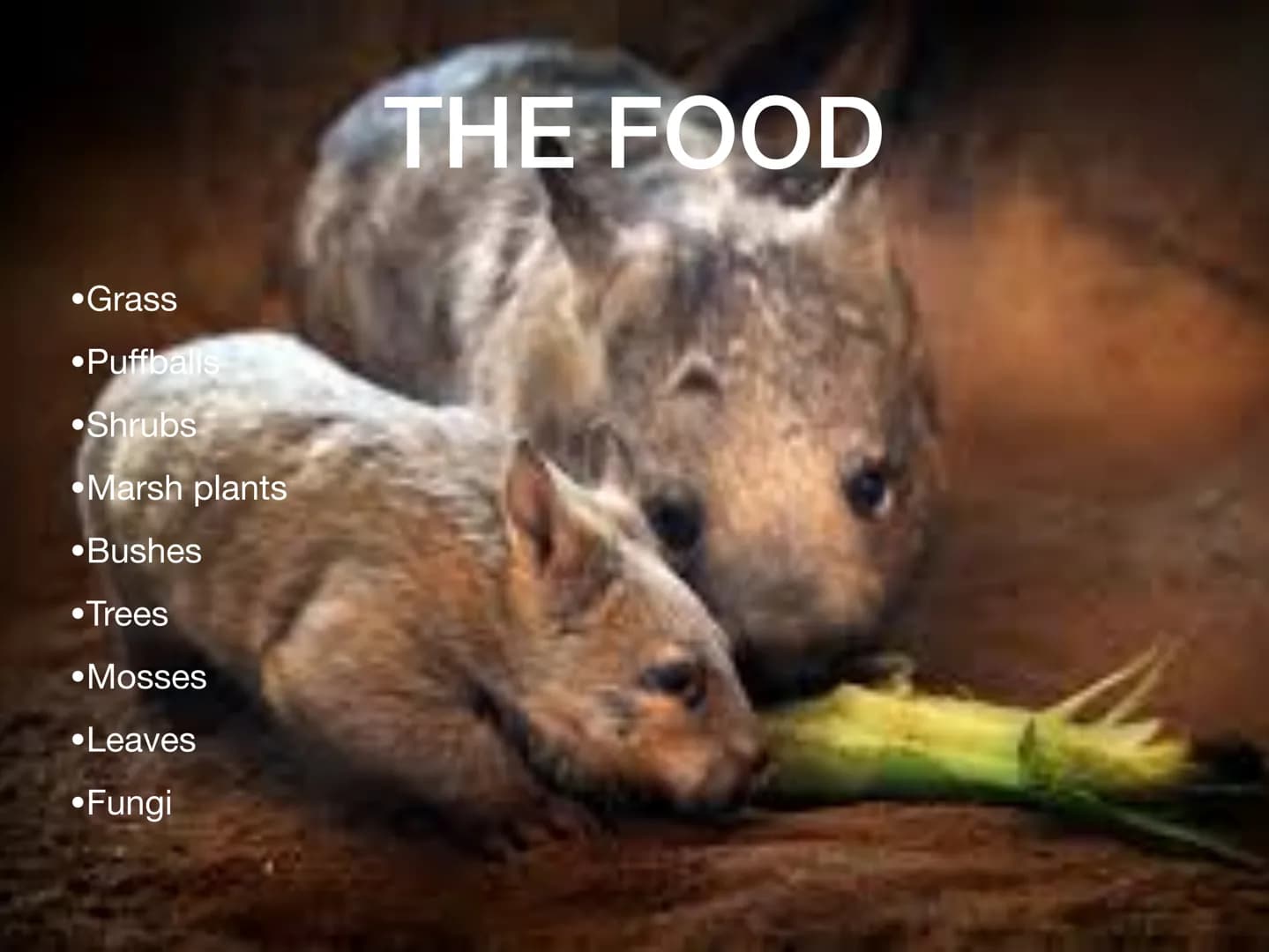 THE WOMBAT CONTENTS
• What the wombat looks like ?
●
What do they eat ?
• How they poop ?
• Where they live ?
●
• How they move?
●
• Have th