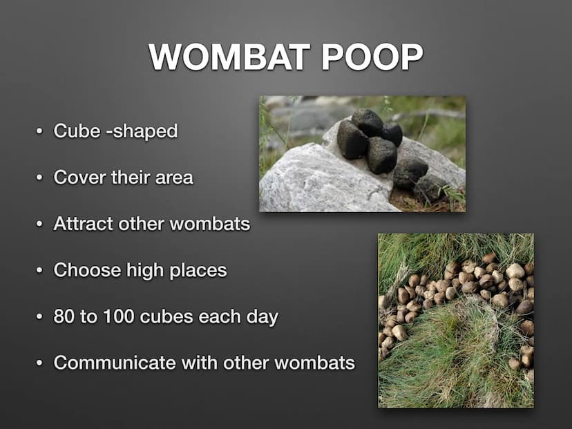 THE WOMBAT CONTENTS
• What the wombat looks like ?
●
What do they eat ?
• How they poop ?
• Where they live ?
●
• How they move?
●
• Have th
