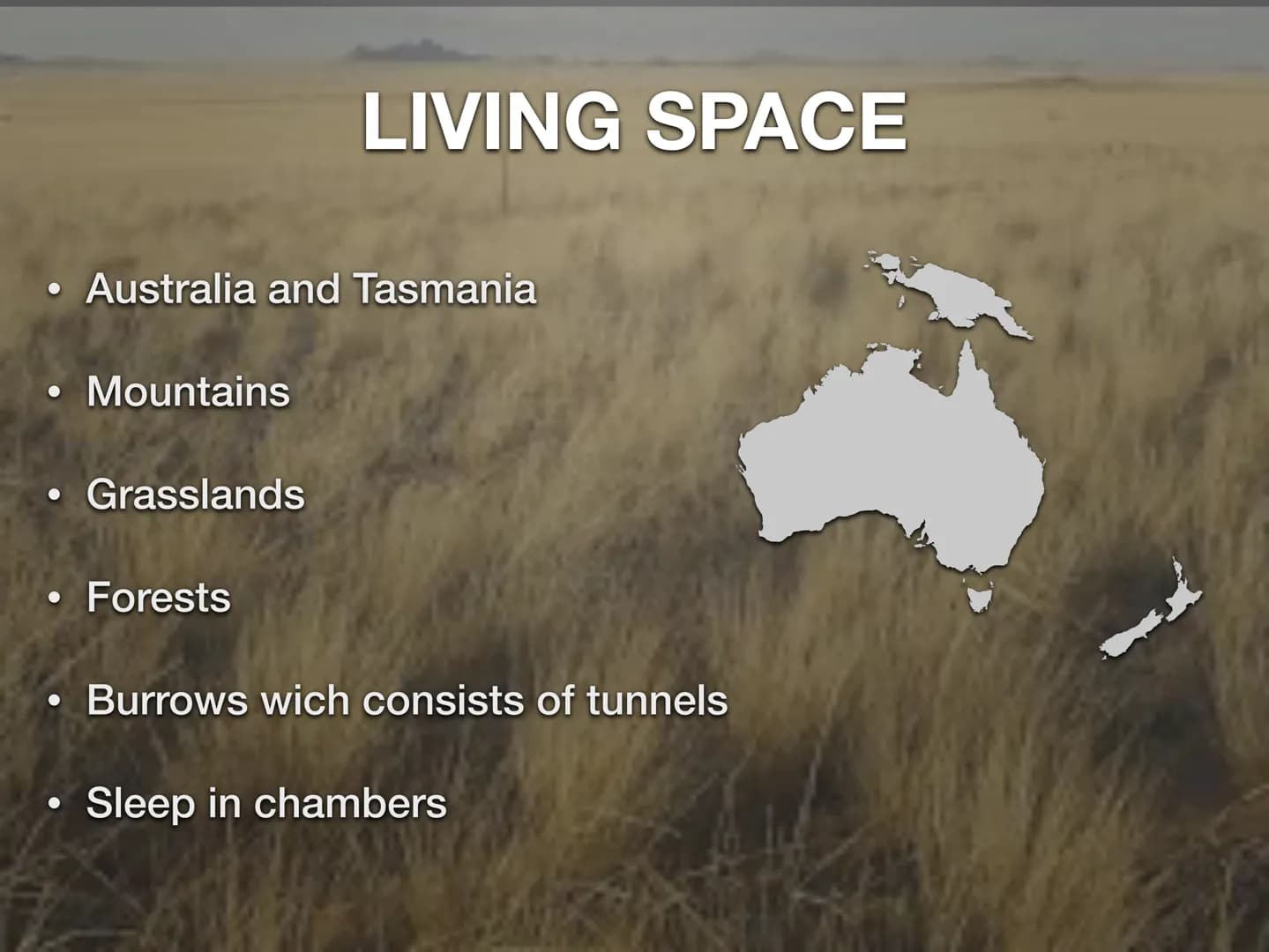 THE WOMBAT CONTENTS
• What the wombat looks like ?
●
What do they eat ?
• How they poop ?
• Where they live ?
●
• How they move?
●
• Have th