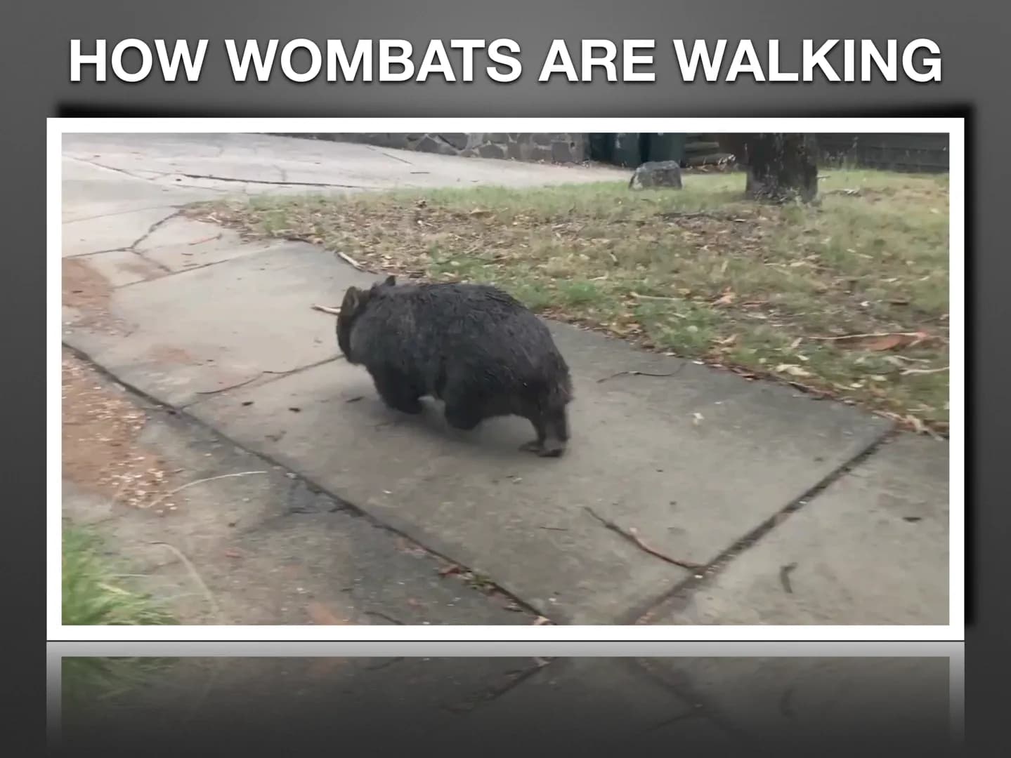 THE WOMBAT CONTENTS
• What the wombat looks like ?
●
What do they eat ?
• How they poop ?
• Where they live ?
●
• How they move?
●
• Have th