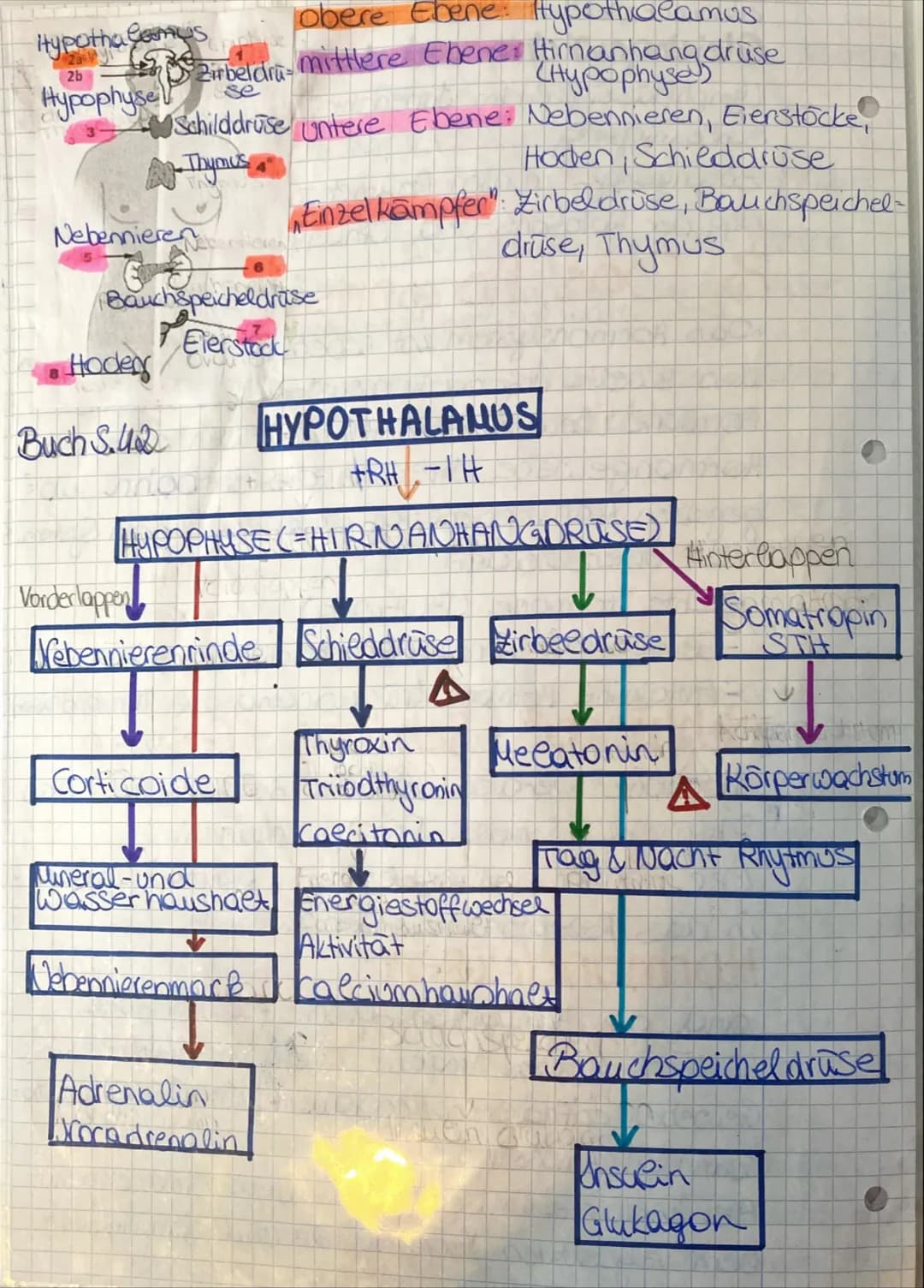 3. Das Hormonsystem
Wieren, Schwangerschaft, Adrenalin Wachstumshormone
Jervensystem
das zweite Informationssystem des Körpers.
Hormone werd