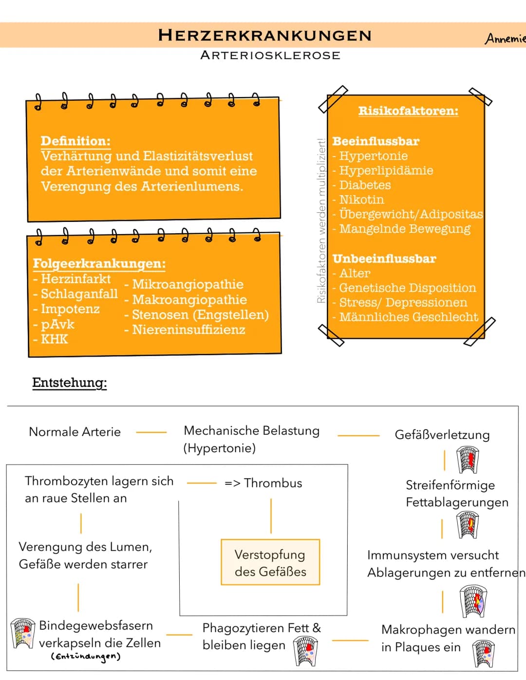 m
Definition:
Verhärtung und Elastizitätsverlust
der Arterienwände und somit eine
Verengung des Arterienlumens.
Folgeerkrankungen:
Herzinfar