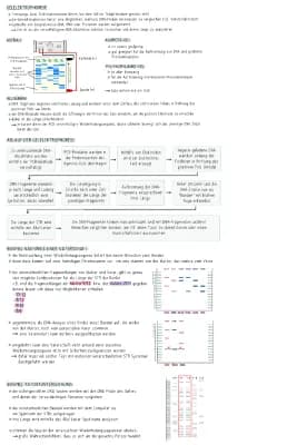 Know Gelelektrophorese thumbnail