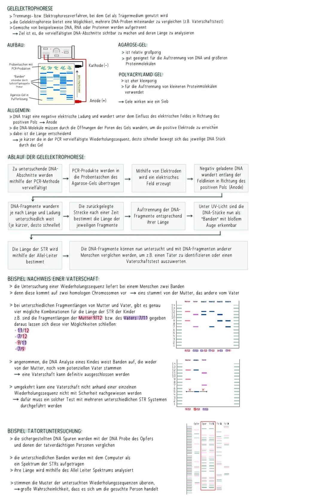 GELELEKTROPHORESE
> Trennungs- bzw. Elektrophoreseverfahren, bei dem Gel als Trägermedium genutzt wird
> die Gelelektrophorese bietet eine M