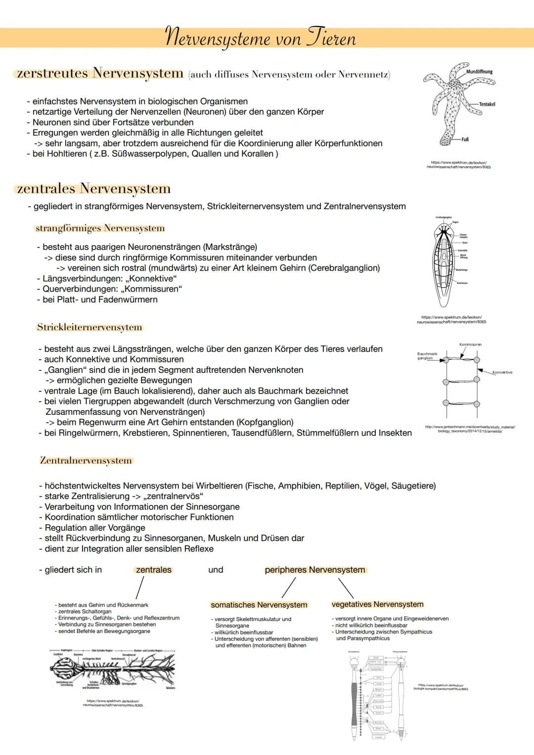 Nervensysteme von Tieren
zerstreutes Nervensystem (auch diffuses Nervensystem oder Nervennetz)
- einfachstes Nervensystem in biologischen Or