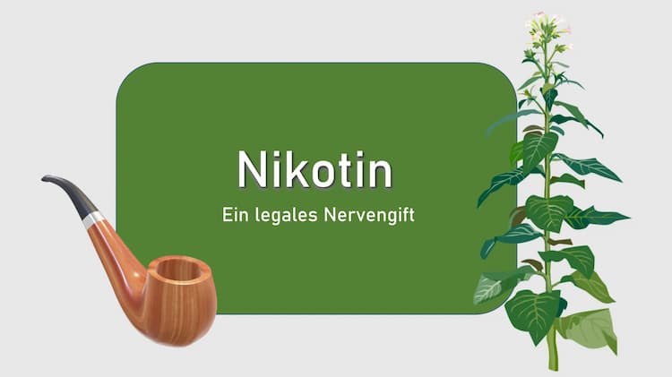 Know Nikotin thumbnail