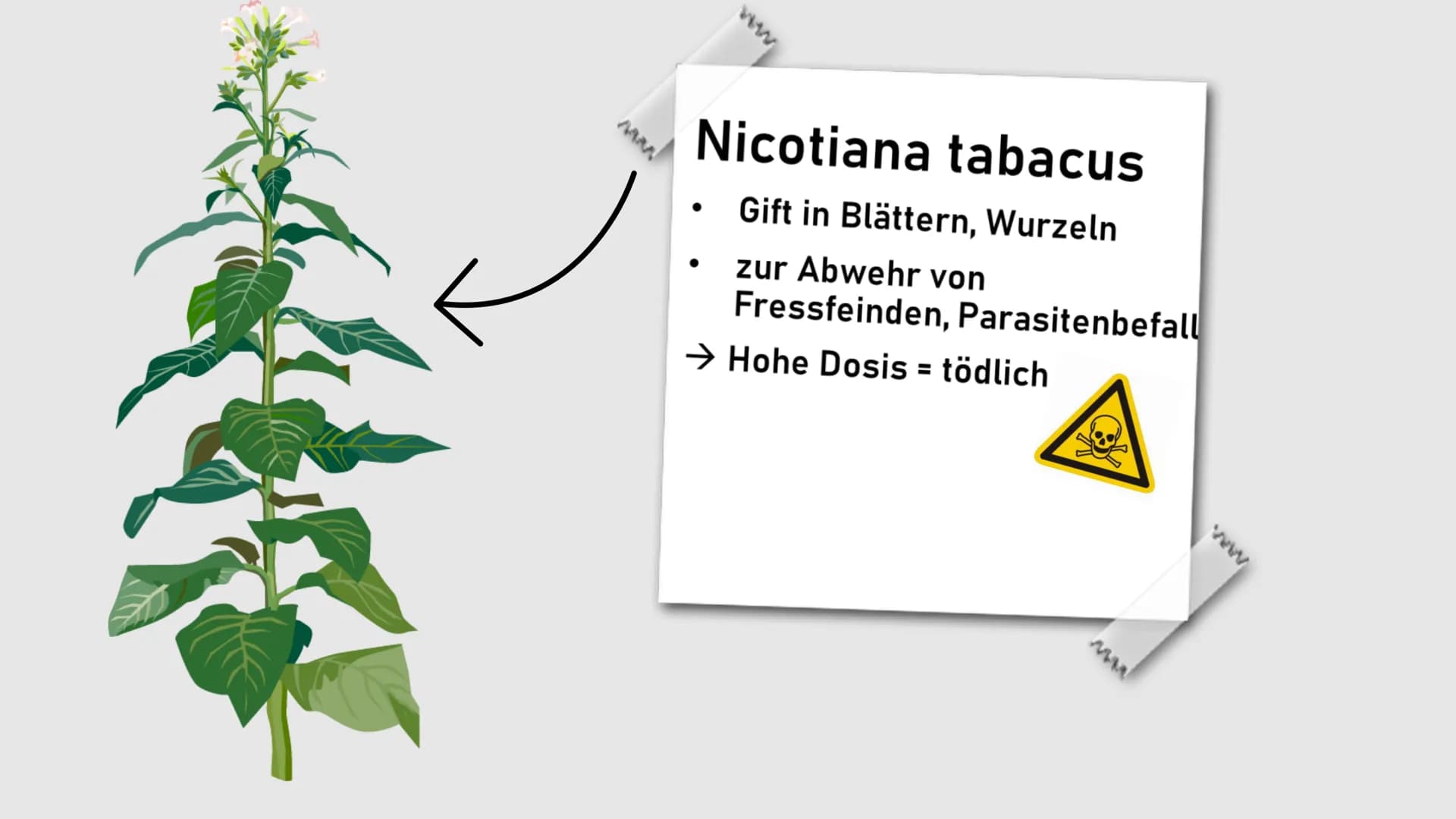 Nikotin
Ein legales Nervengift Ø
|0²
Gliederung
Was ist Nikotin eigentlich? |0²
Gliederung
Anwendung von Nikotin |0²
Gliederung
Was passiert