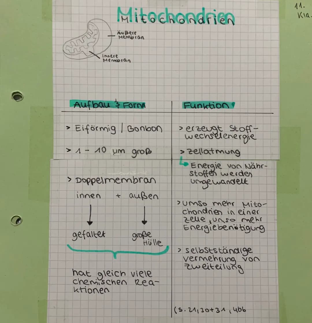 Zellorganellen