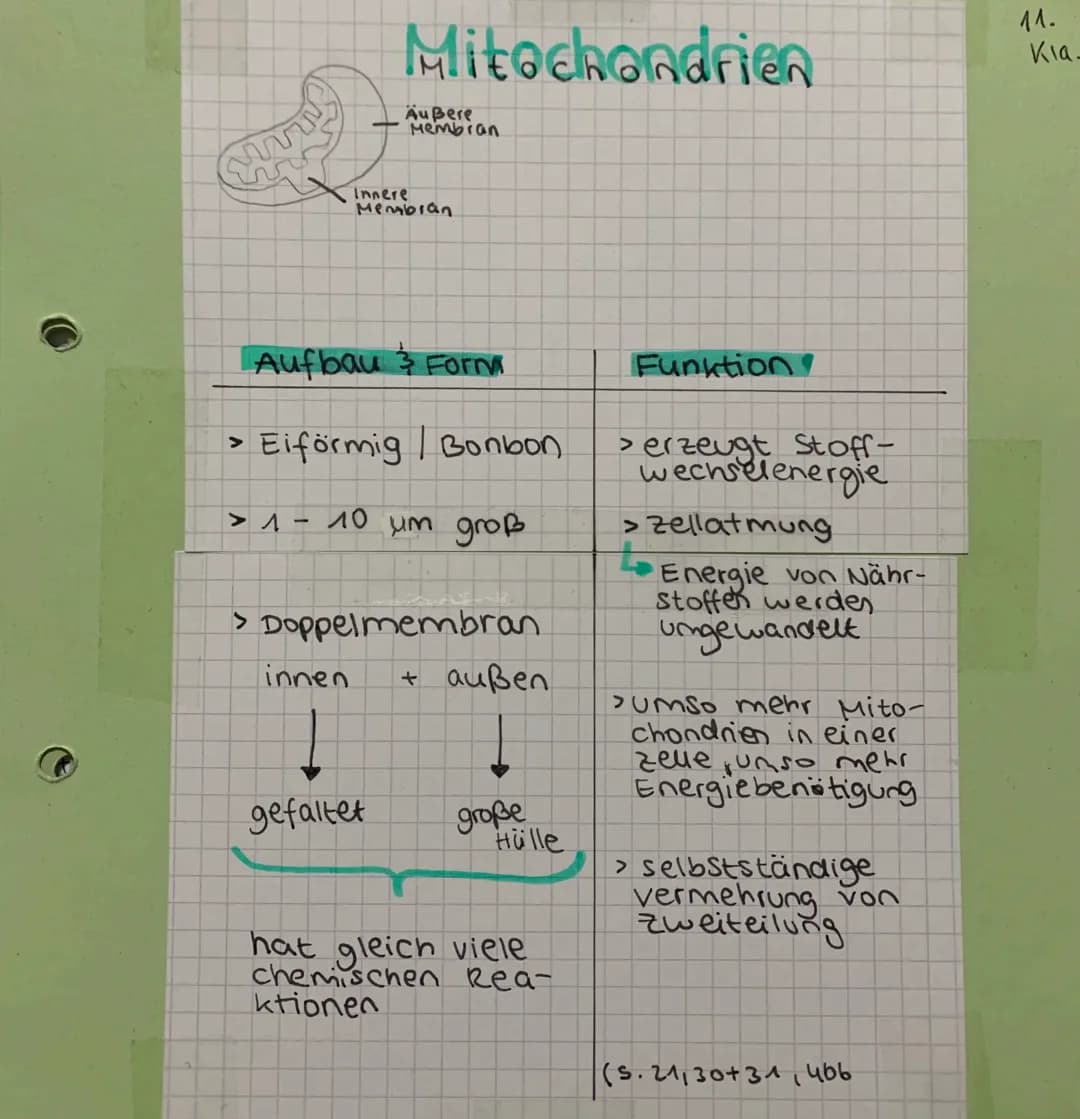 >
Mitochondrien
Äußere
- Membran
Innere
Membran
Aufbau & Form
•Eiförmig / Bonbon
> 1 - 10 um groß
innen
> Doppelmembran
+ außen
gefaltet
gro
