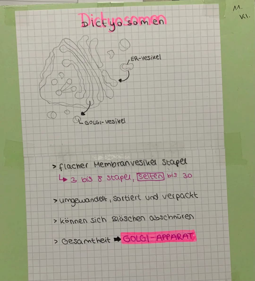 >
Mitochondrien
Äußere
- Membran
Innere
Membran
Aufbau & Form
•Eiförmig / Bonbon
> 1 - 10 um groß
innen
> Doppelmembran
+ außen
gefaltet
gro