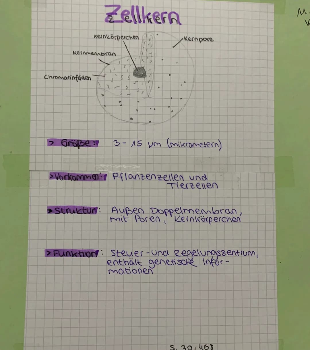 >
Mitochondrien
Äußere
- Membran
Innere
Membran
Aufbau & Form
•Eiförmig / Bonbon
> 1 - 10 um groß
innen
> Doppelmembran
+ außen
gefaltet
gro