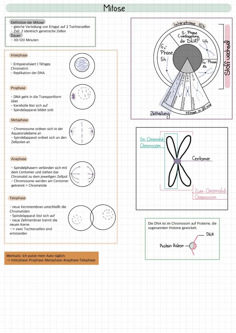 Lernzettel Biologie
Genetik Definition der Mitose:
- gleiche Verteilung von Erbgut auf 2 Tochterzellen
- Ziel: 2 identisch genetische Zellen