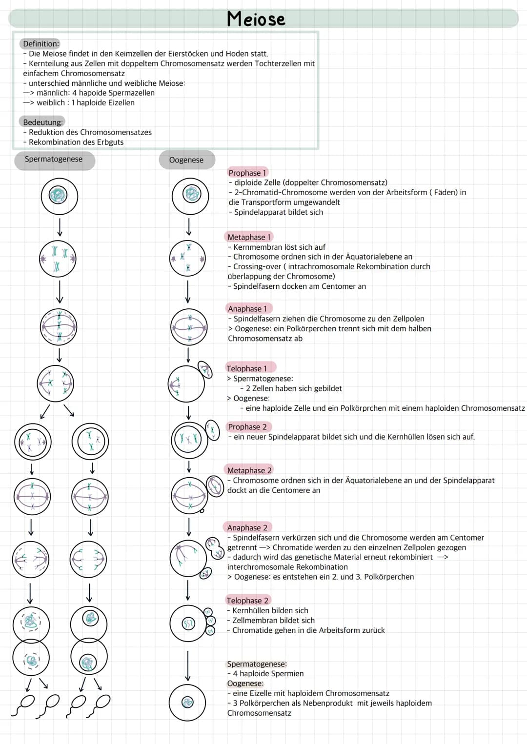Lernzettel Biologie
Genetik Definition der Mitose:
- gleiche Verteilung von Erbgut auf 2 Tochterzellen
- Ziel: 2 identisch genetische Zellen
