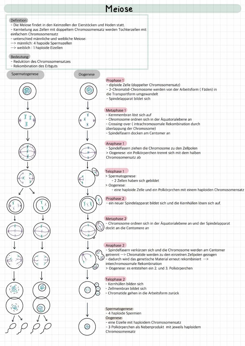 Lernzettel Biologie
Genetik Definition der Mitose:
- gleiche Verteilung von Erbgut auf 2 Tochterzellen
- Ziel: 2 identisch genetische Zellen