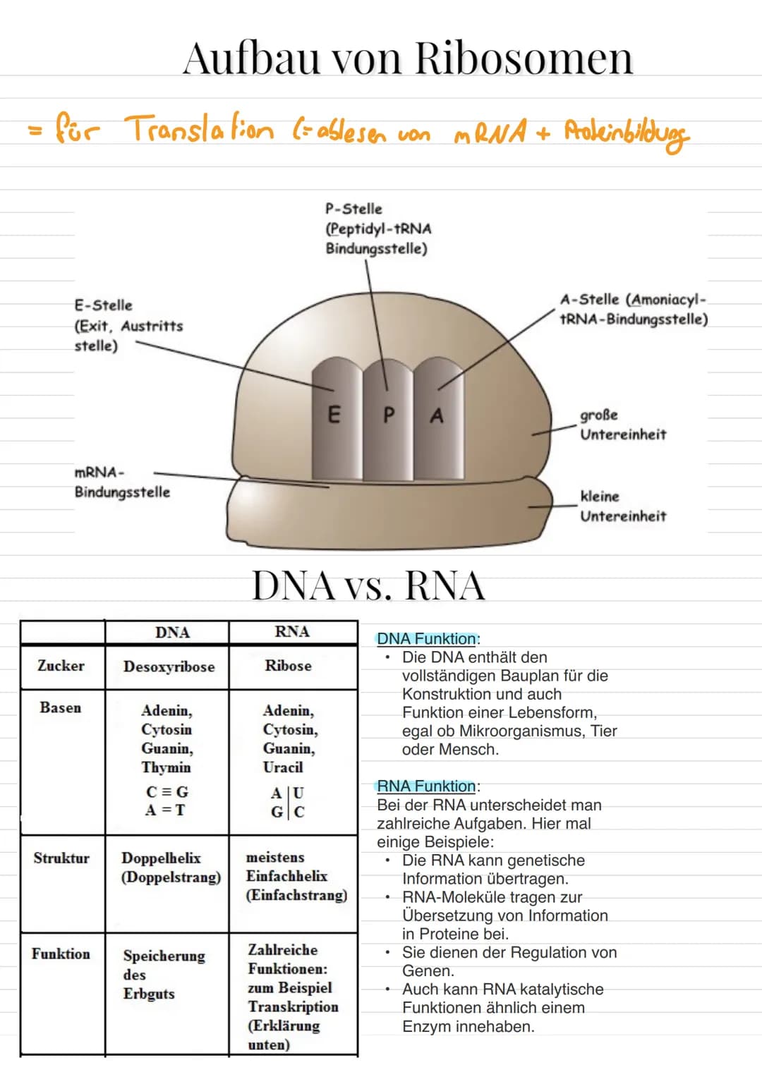 Aufbau von Ribosomen
= für Translation (= ablesen von mRNA + Proteinbildung
=
E-Stelle
(Exit, Austritts
stelle)
mRNA-
Bindungsstelle
Zucker
