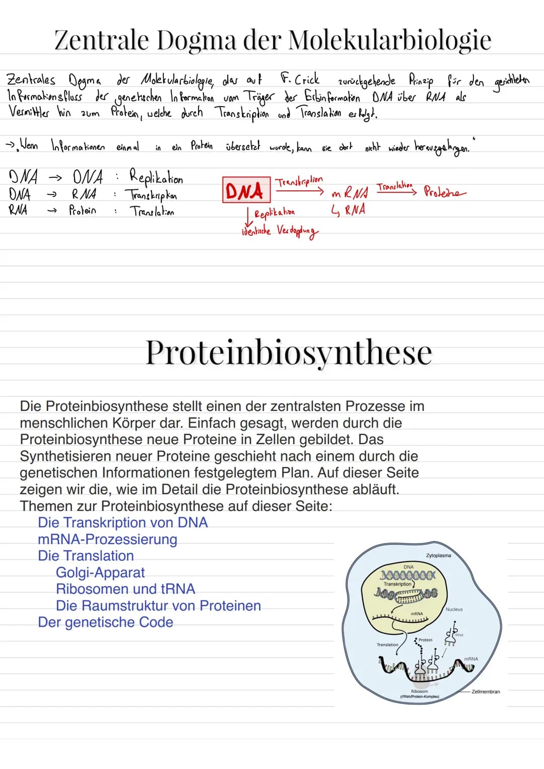 Aufbau von Ribosomen
= für Translation (= ablesen von mRNA + Proteinbildung
=
E-Stelle
(Exit, Austritts
stelle)
mRNA-
Bindungsstelle
Zucker
