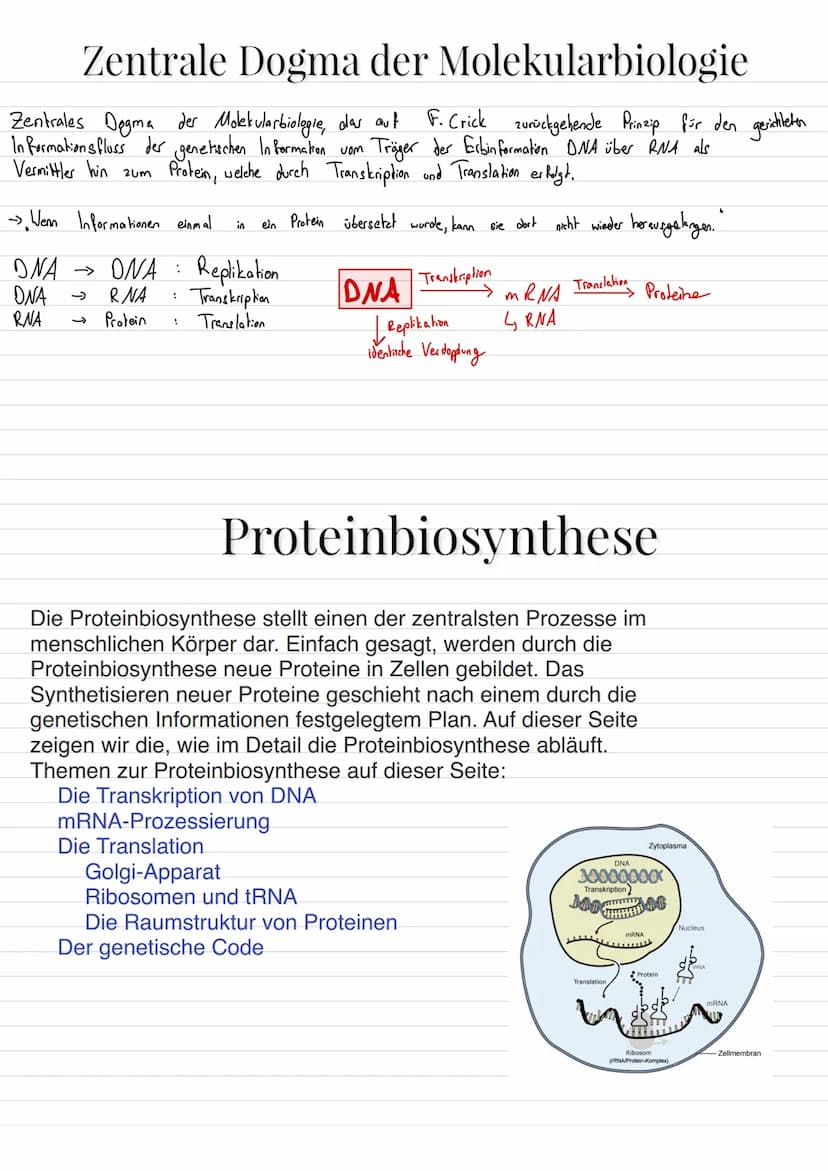 Aufbau von Ribosomen
= für Translation (= ablesen von mRNA + Proteinbildung
=
E-Stelle
(Exit, Austritts
stelle)
mRNA-
Bindungsstelle
Zucker
