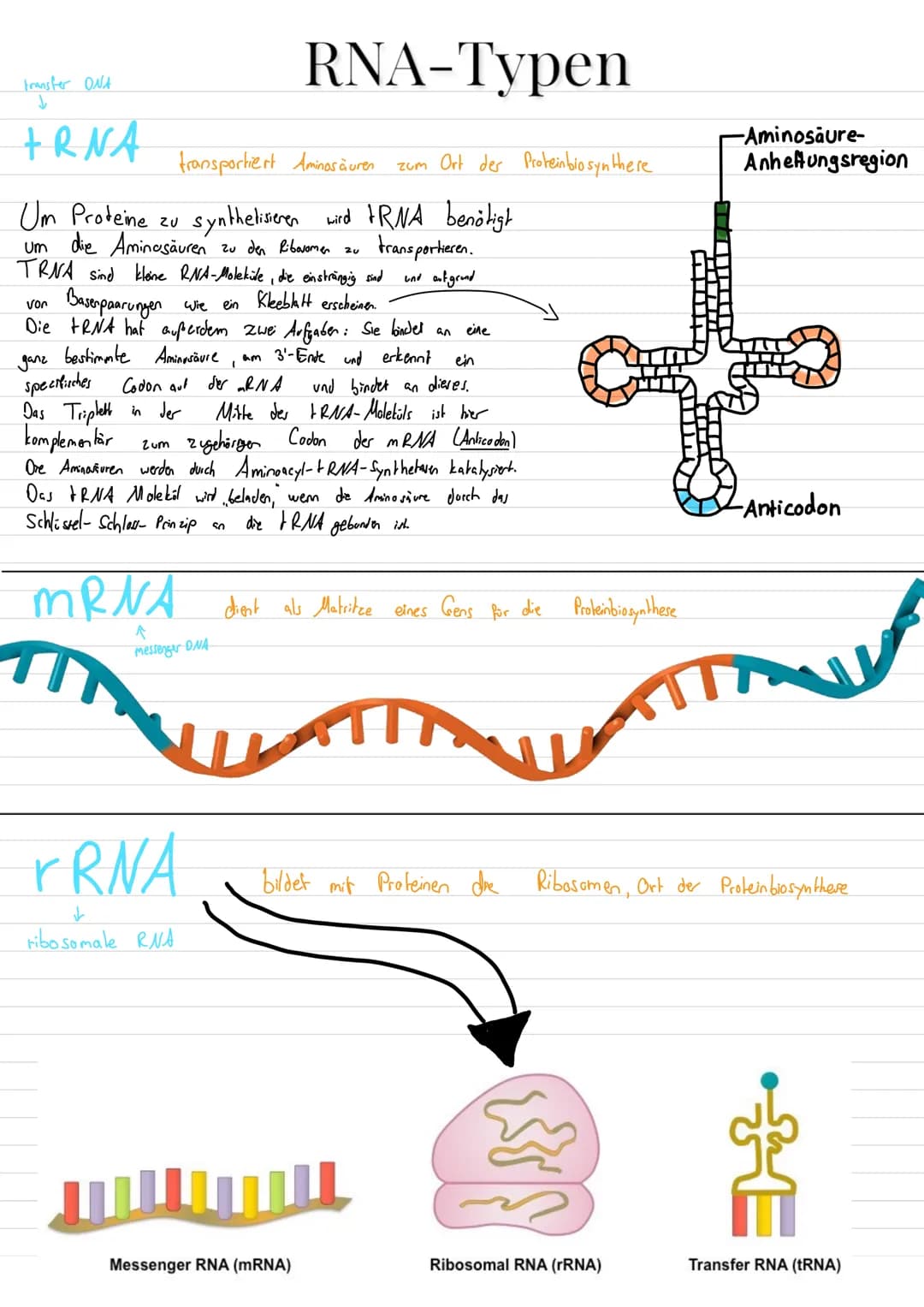 Aufbau von Ribosomen
= für Translation (= ablesen von mRNA + Proteinbildung
=
E-Stelle
(Exit, Austritts
stelle)
mRNA-
Bindungsstelle
Zucker
