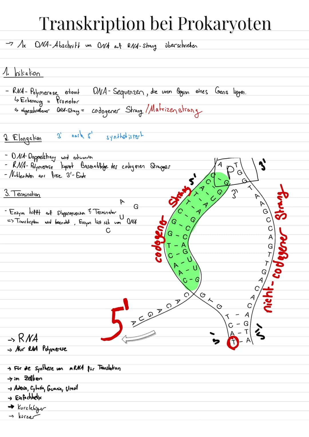 Aufbau von Ribosomen
= für Translation (= ablesen von mRNA + Proteinbildung
=
E-Stelle
(Exit, Austritts
stelle)
mRNA-
Bindungsstelle
Zucker
