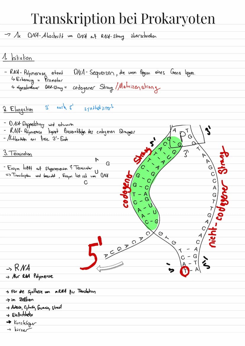 Aufbau von Ribosomen
= für Translation (= ablesen von mRNA + Proteinbildung
=
E-Stelle
(Exit, Austritts
stelle)
mRNA-
Bindungsstelle
Zucker
