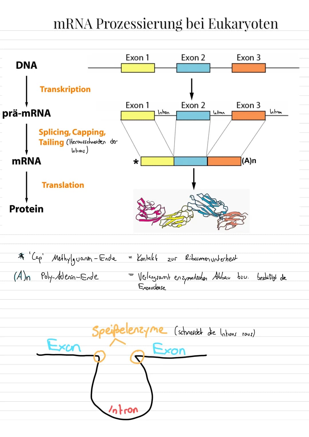 Aufbau von Ribosomen
= für Translation (= ablesen von mRNA + Proteinbildung
=
E-Stelle
(Exit, Austritts
stelle)
mRNA-
Bindungsstelle
Zucker
