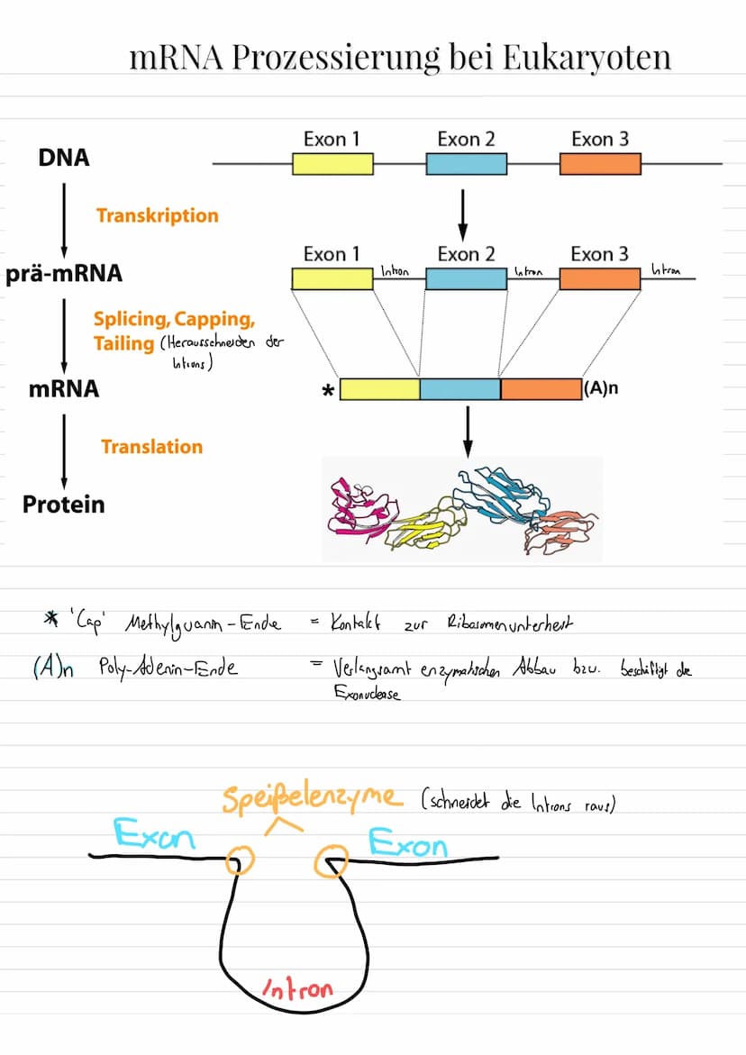 Aufbau von Ribosomen
= für Translation (= ablesen von mRNA + Proteinbildung
=
E-Stelle
(Exit, Austritts
stelle)
mRNA-
Bindungsstelle
Zucker
