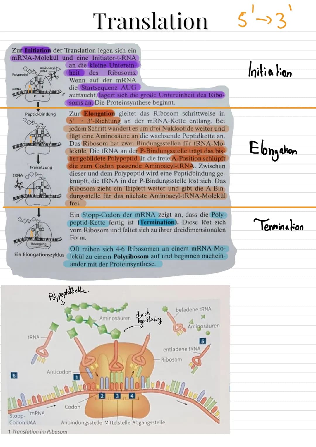 Aufbau von Ribosomen
= für Translation (= ablesen von mRNA + Proteinbildung
=
E-Stelle
(Exit, Austritts
stelle)
mRNA-
Bindungsstelle
Zucker
