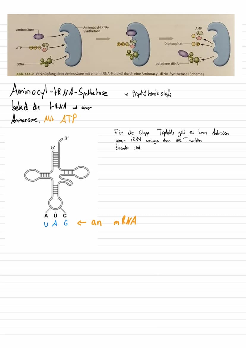 Aufbau von Ribosomen
= für Translation (= ablesen von mRNA + Proteinbildung
=
E-Stelle
(Exit, Austritts
stelle)
mRNA-
Bindungsstelle
Zucker
